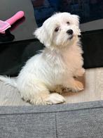 Mooie Sociale Maltezer Pups, Maltezer, Reu, 8 tot 15 weken, CDV (hondenziekte)