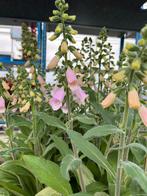 Digitalis Lucas Light pink, Ophalen, Zomer, Vaste plant, Halfschaduw