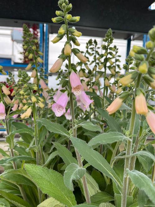 Digitalis Lucas Light pink, Tuin en Terras, Planten | Tuinplanten, Vaste plant, Halfschaduw, Zomer, Ophalen