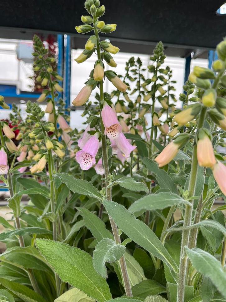 Digitalis Lucas Light pink, Tuin en Terras, Planten | Tuinplanten, Vaste plant, Halfschaduw, Zomer, Ophalen