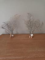 Taxidremie waaierkoraal fossiel, Enlèvement ou Envoi, Coquillage(s)