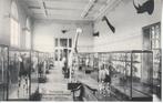 Tervuren - Congomuseum - "zaal van de zoogdieren" (2), Ongelopen, Brussel (Gewest), Ophalen of Verzenden, Voor 1920