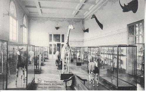 Tervuren - Congomuseum - "zaal van de zoogdieren" (2), Verzamelen, Postkaarten | België, Ongelopen, Brussel (Gewest), Voor 1920