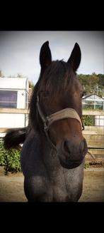 New Forest pony te koop, Dieren en Toebehoren, Merrie, Met stamboom, Springpony, Zadelmak