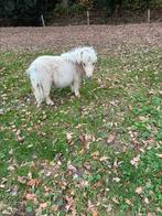 Stamboek Shetland hengstje