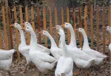 Witte chinese knobbelganzen beschikbaar voor biedingen