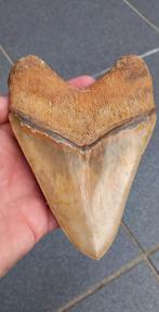 Megalodon haaientand xl 14 cm fossiel, Verzamelen, Mineralen en Fossielen, Ophalen of Verzenden, Fossiel