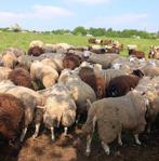 Moutons mâles pour la fête, Dieren en Toebehoren, Schapen, Geiten en Varkens, Mannelijk, Schaap
