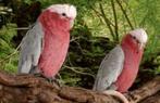 Koppel Rosé Kakatoe, Dieren en Toebehoren, Vogels | Parkieten en Papegaaien, Papegaai, Geringd
