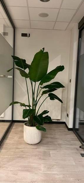 Sterlitzia, Huis en Inrichting, Kamerplanten, Ophalen