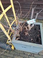 Notenboompje in pot, Jardin & Terrasse, Bacs à fleurs & Jardinières, Enlèvement