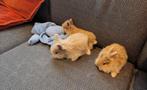 6 leeuwenkop dwergkonijntjes, Plusieurs animaux, Nain, 0 à 2 ans