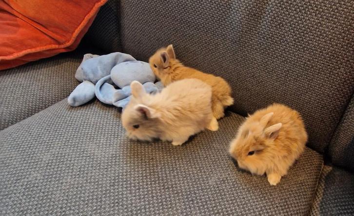 6 leeuwenkop dwergkonijntjes, Animaux & Accessoires, Lapins, Nain, Mâle, 0 à 2 ans