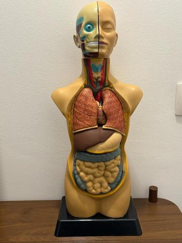 Torso onderwijsmodel plastic beschikbaar voor biedingen