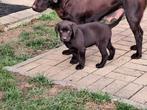 labrador pups, Dieren en Toebehoren, Parvo, België, Particulier, 8 tot 15 weken