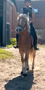 Brave merrie, Dieren en Toebehoren, Paarden, Merrie, Zadelmak, Met stamboom