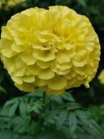10 zaden hoge Tagetes erecta Man on the moon limegeel, Tuin en Terras, Verzenden, Voorjaar, Zaad