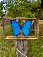 Grote blauwe Morpho‑vlinder – luxe glazen display box, Verzamelen, Ophalen of Verzenden, Nieuw, Insect, Opgezet dier