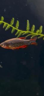 2 Microrasbora Galaxy, Ophalen, Zo goed als nieuw