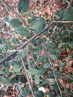 Coteniaster planten, Ophalen