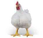 Witte vleeskuikens - mestkuikens - ross308 vanaf 22 mei, Meerdere dieren, Kip