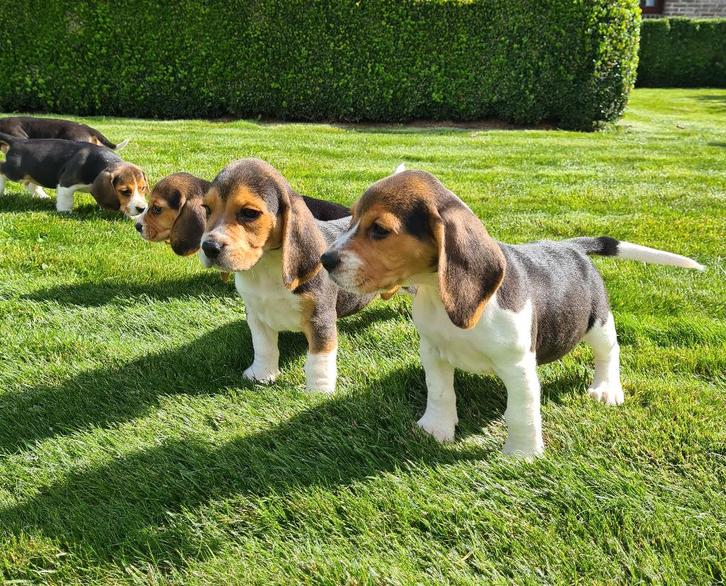 beagle pups, Dieren en Toebehoren, Honden | Beagles, Bassets en Lopende honden, Reu, Beagle, Fokker | Professioneel, Meerdere