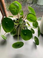 Pannekoekenplant, Ophalen