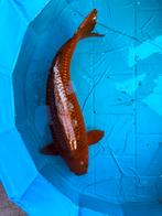 Chagoi 58cm, Dieren en Toebehoren