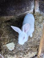 Konijnen te koop