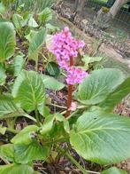 Bergenia, Ophalen
