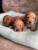 Mooie goldendoodle pups!, Dieren en Toebehoren, Golden retriever, België, CDV (hondenziekte), 8 tot 15 weken