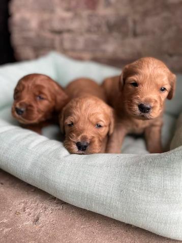 Mooie goldendoodle pups! beschikbaar voor biedingen