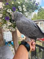 Grijs rood staart, Dieren en Toebehoren, Vogels | Parkieten en Papegaaien, Tam