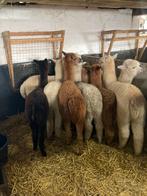 Aankoop van alapca’s, Dieren en Toebehoren, Schapen, Geiten en Varkens