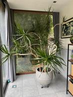 Uitzonderlijke Dragon Tree huisplant, Huis en Inrichting, Kamerplanten, Ophalen, 200 cm of meer, Overige soorten, Halfschaduw