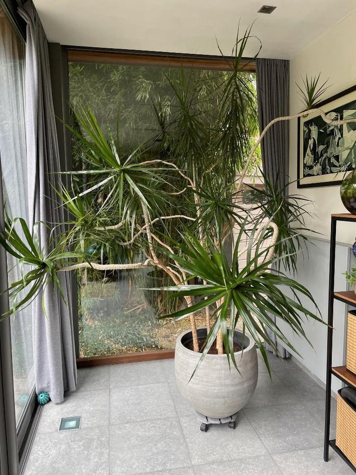 Uitzonderlijke Dragon Tree huisplant, Huis en Inrichting, Kamerplanten, Overige soorten, 200 cm of meer, Groene kamerplant, Halfschaduw