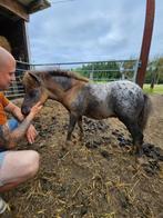 Shetlander hengstje, Hengst, A pony (tot 1.17m), Gechipt, 0 tot 2 jaar