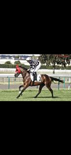 Recreatie paard, Merrie