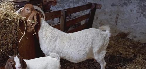 Boergeit stamboek, Animaux & Accessoires, Moutons, Chèvres & Cochons, Chèvre, Femelle, 3 à 5 ans