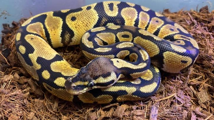 Pastel 66% dh dg/clown 50% het hypo ball python, Dieren en Toebehoren, Reptielen en Amfibieën, Slang, 0 tot 2 jaar, Tam