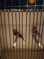 De koopt, Dieren en Toebehoren, Vogels | Overige Vogels, Meerdere dieren, Wildzangvogel, Geringd
