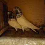 Pakistaanse hoogvliegers te koop, Dieren en Toebehoren, Vogels | Duiven
