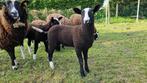 zwartbles ooi lam, Mouton, Femelle, 0 à 2 ans