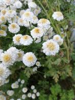 Camomilles romaines, jeunes plantes., Ophalen of Verzenden, Lente
