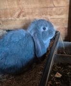 Franse hangoor ram ingeënt, Dieren en Toebehoren, Hangoor