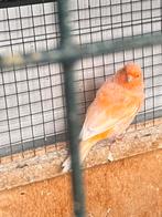 Oranje pop, Dieren en Toebehoren, Vogels | Kanaries, Vrouwelijk, Kleurkanarie