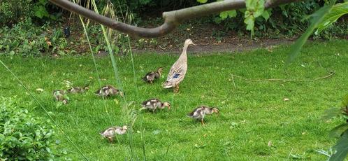 loopeenden 1 maand oud, Dieren en Toebehoren, Pluimvee, Eend, Geslacht onbekend