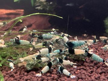 Shadow Mosura, Homard, Crabe ou Crevette, Poisson d'eau douce, Banc de poissons
