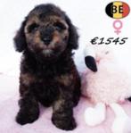 Lieve dwergpoedel pup te koop, Dieren en Toebehoren, Poedel, België, Handelaar, CDV (hondenziekte)