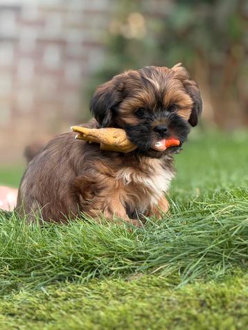Lhasa apso pups reutjes beschikbaar voor biedingen
